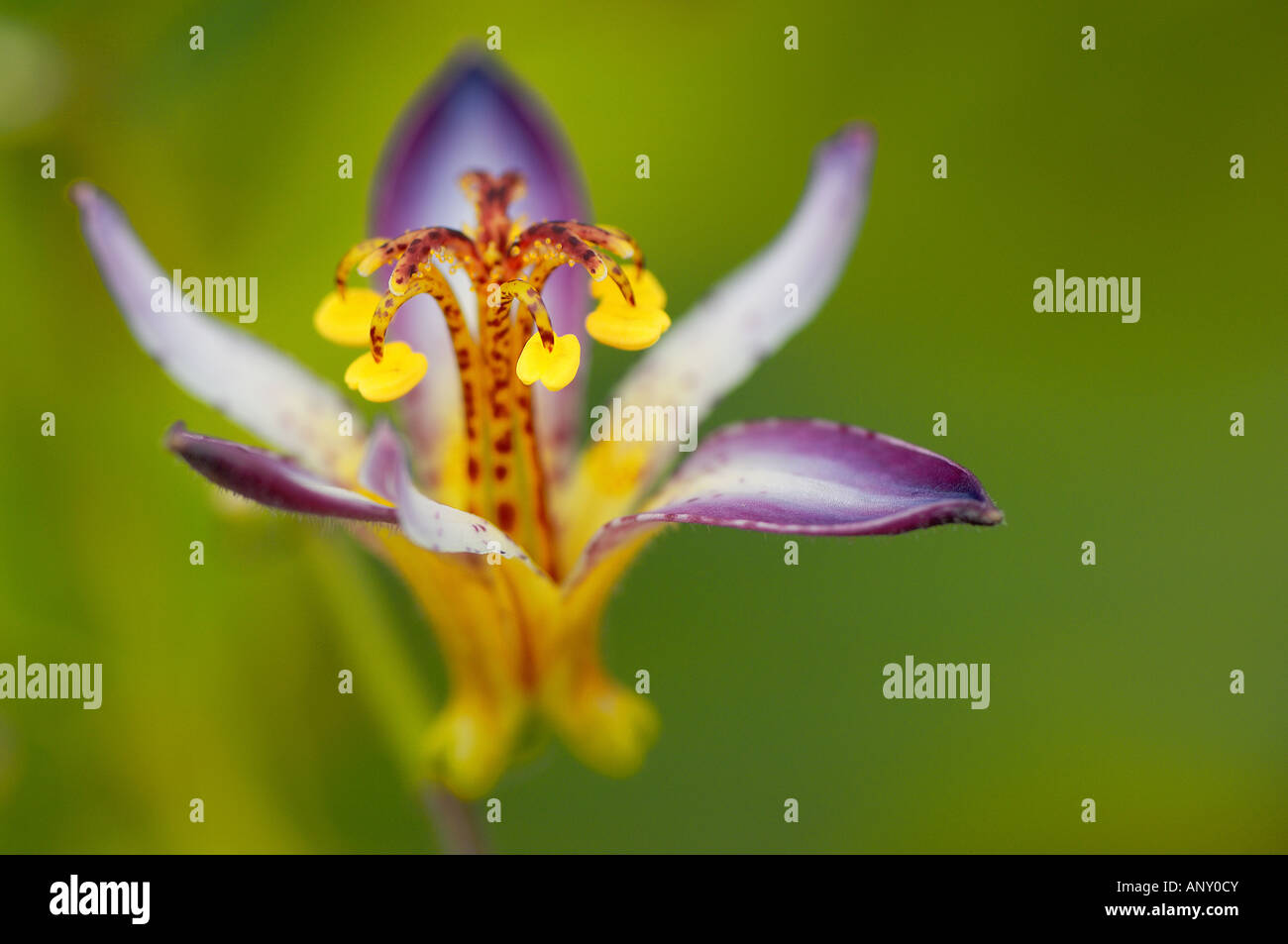 Fleur mauve jaune blanc jardin botanique hi-res stock photography and  images - Alamy