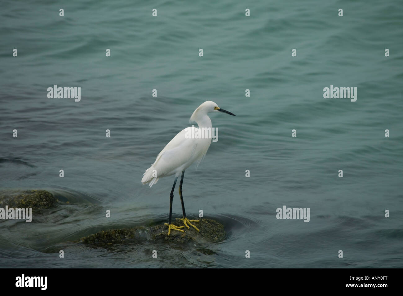Snowy Egret Egrette Thula in the water at the north Jetty in Nokonis Florida Stock Photo