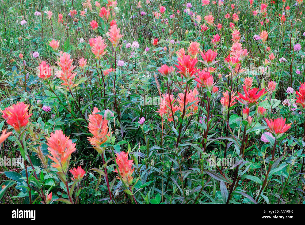 Canada alberta indian paintbrush wildflowers hires stock photography