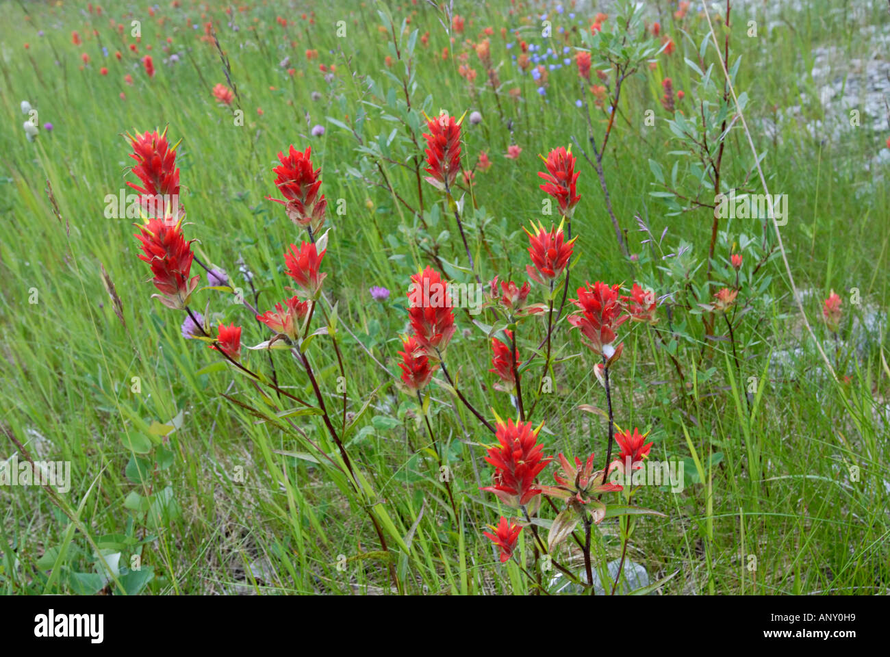 Indian Paintbrush wildflowers Stock Photo Alamy