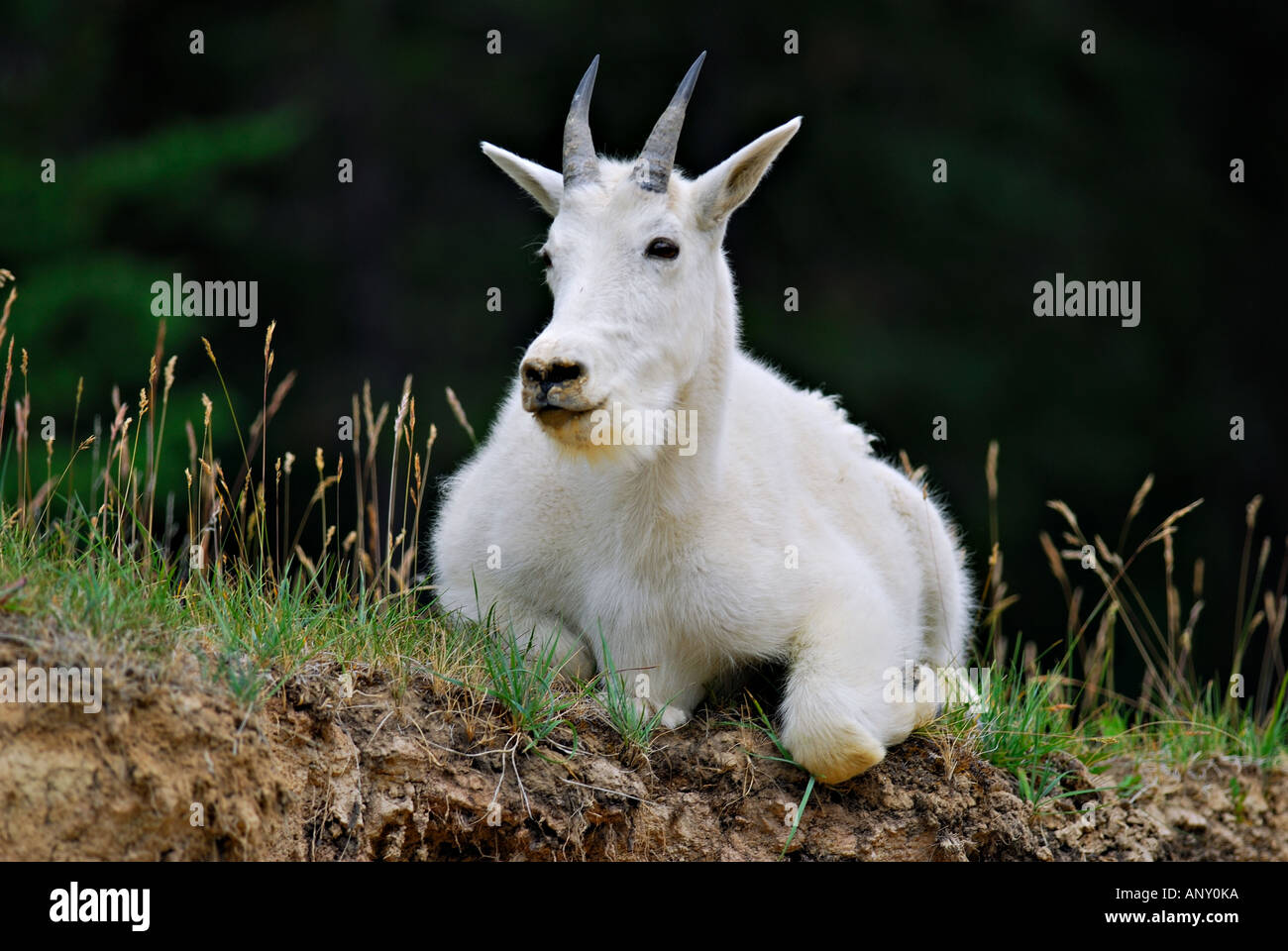 Goat laying down hires stock photography and images Alamy