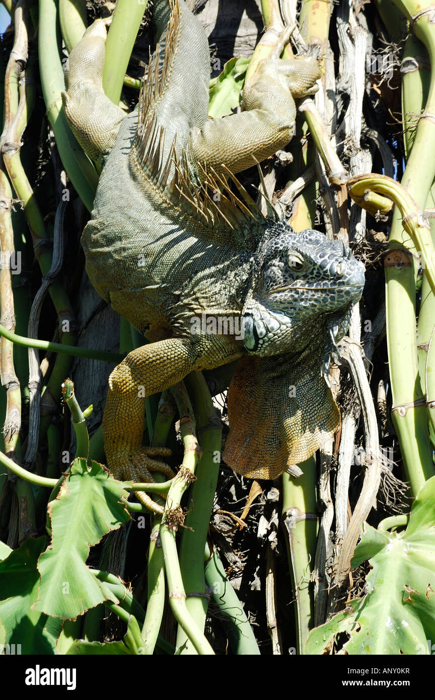 Gecko tree climbing Puerto Vallarta Mexico Stock Photo Alamy