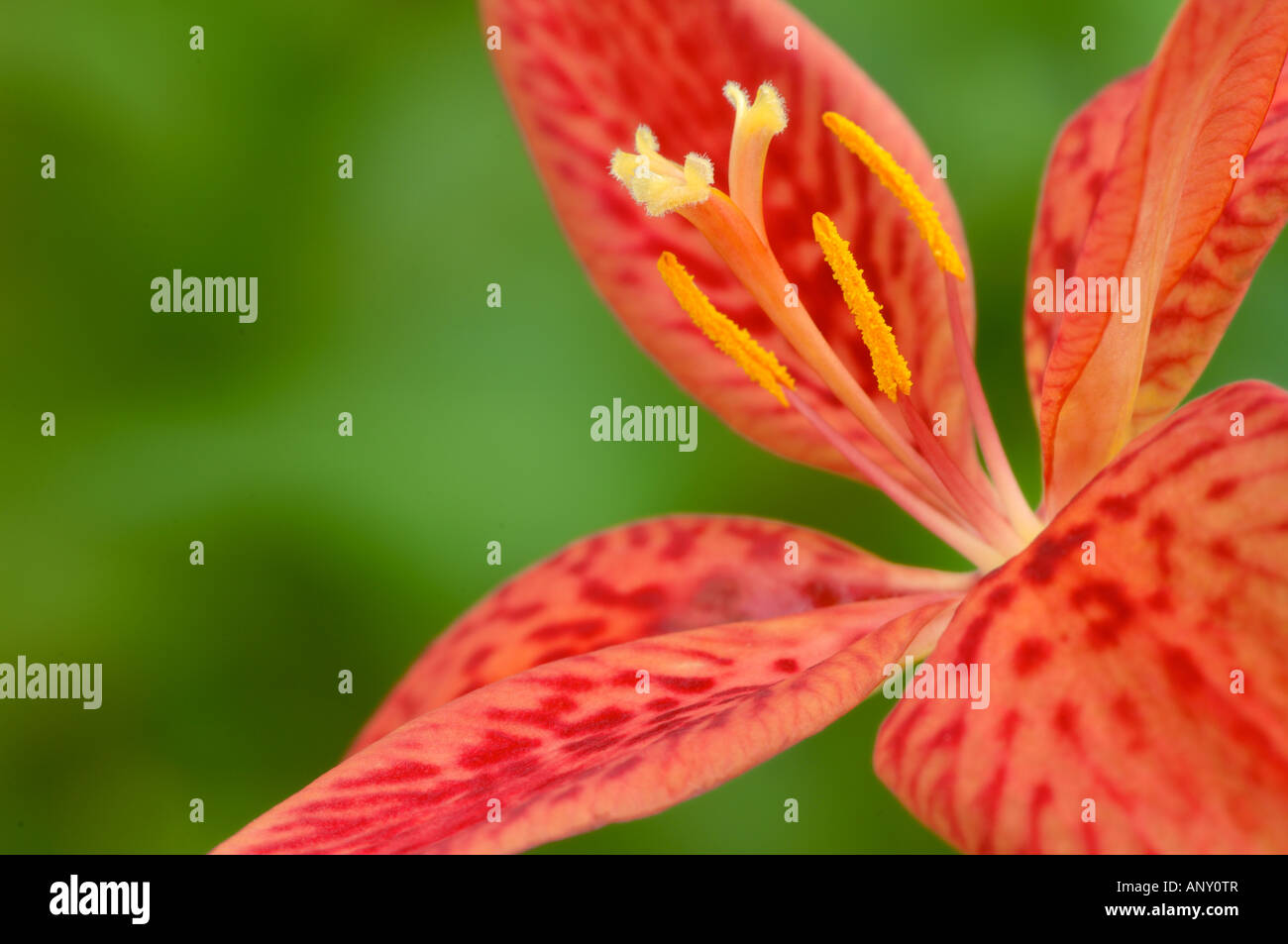 candy lily, red, botanical, horticulture, fleur Stock Photo