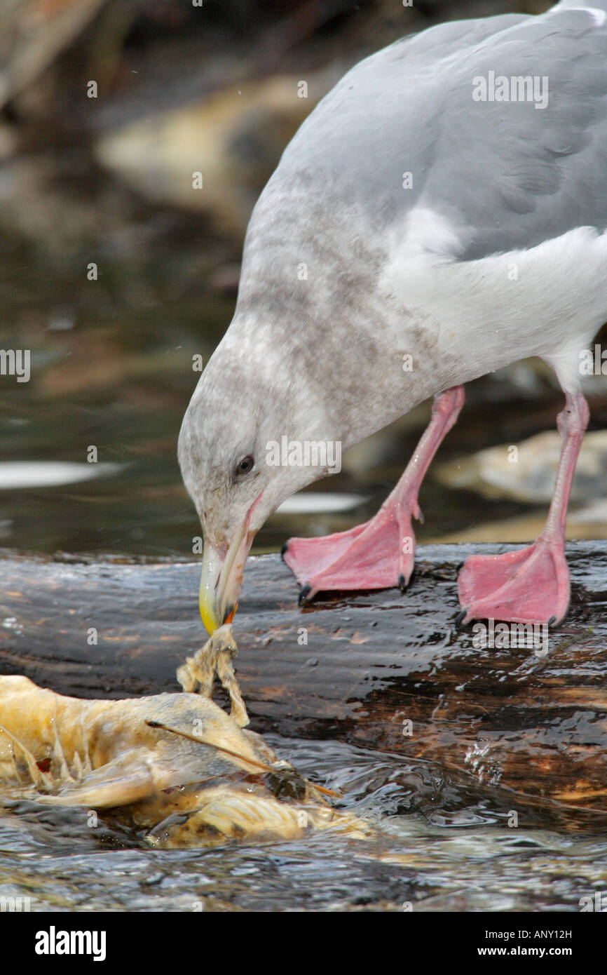 Glaucous winged gull eating carcass of spawned out chum salmon Victoria British Columbia Canada Stock Photo