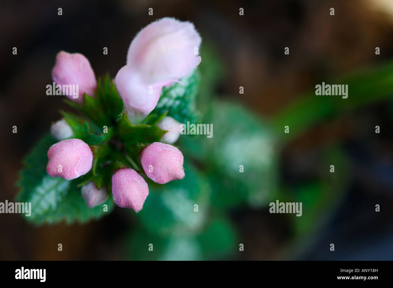 pink lamium flower flowering plant perenial fleur Stock Photo