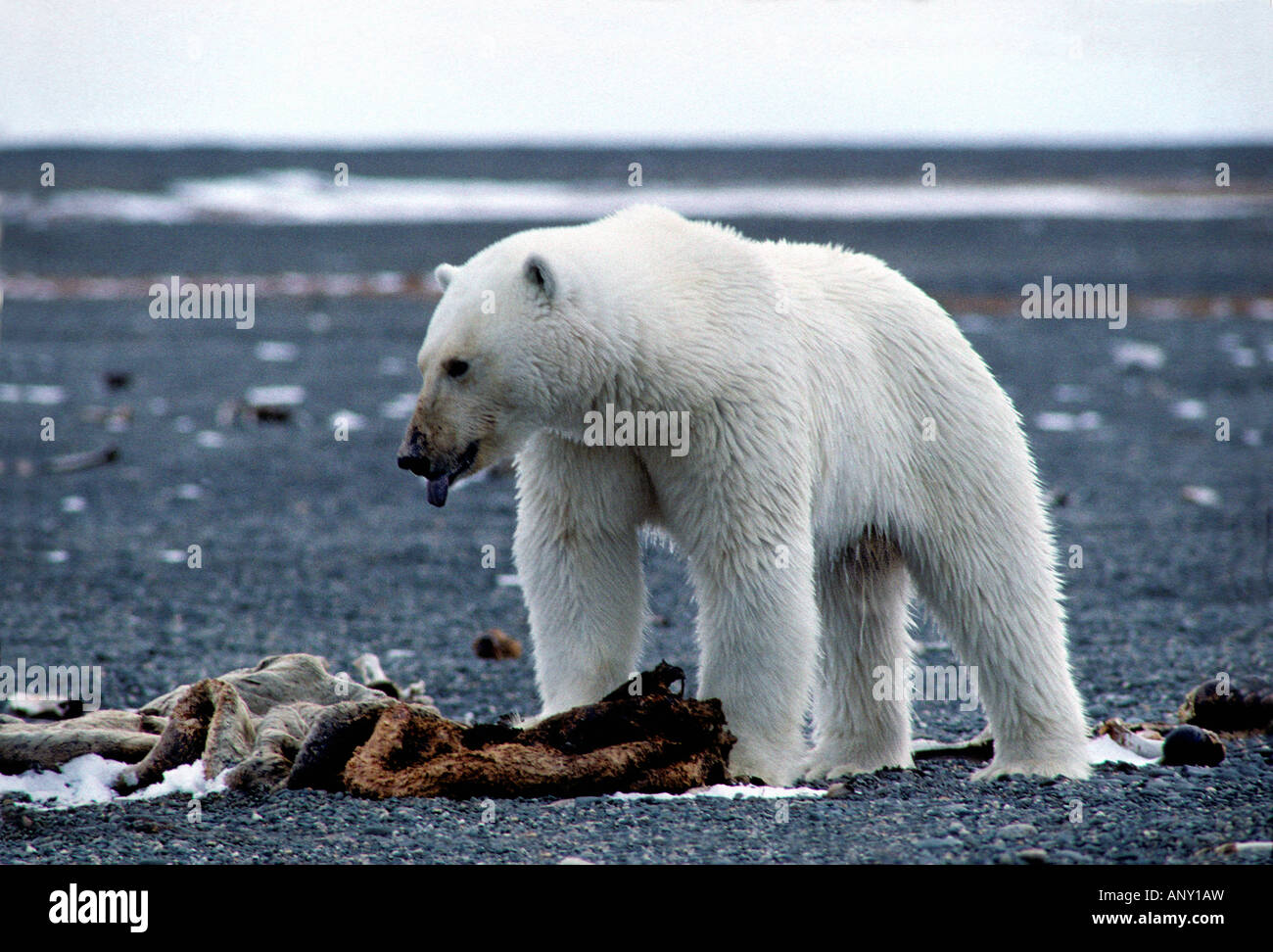 Polar Bear Ursus maritimus Thalarctos maritimus ile wrangel russie Arctic Arktis Baeren Canoidea Carnivora Eisbaeren Grossbaeren Stock Photo