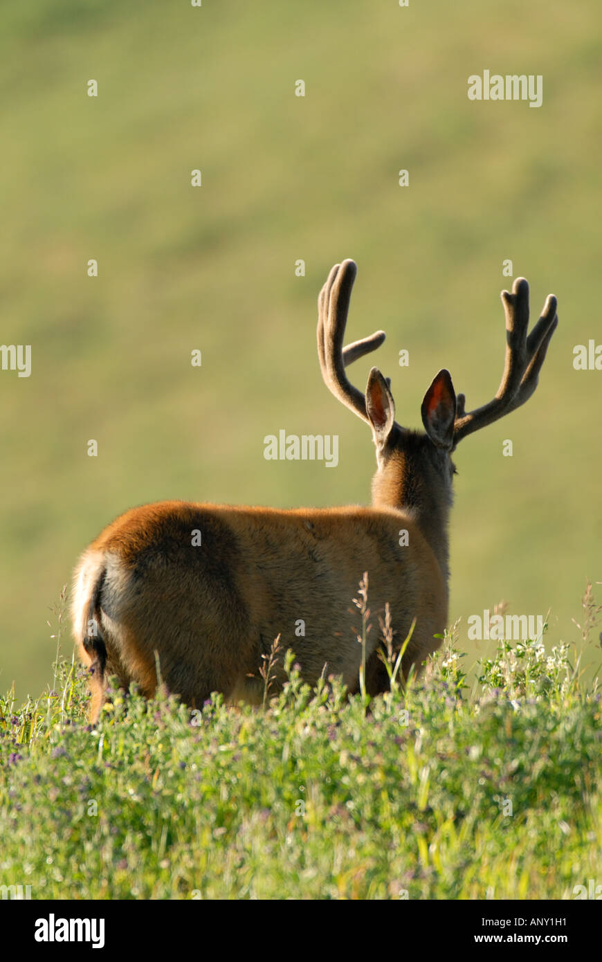 Mule Deer Buck facing away Stock Photo