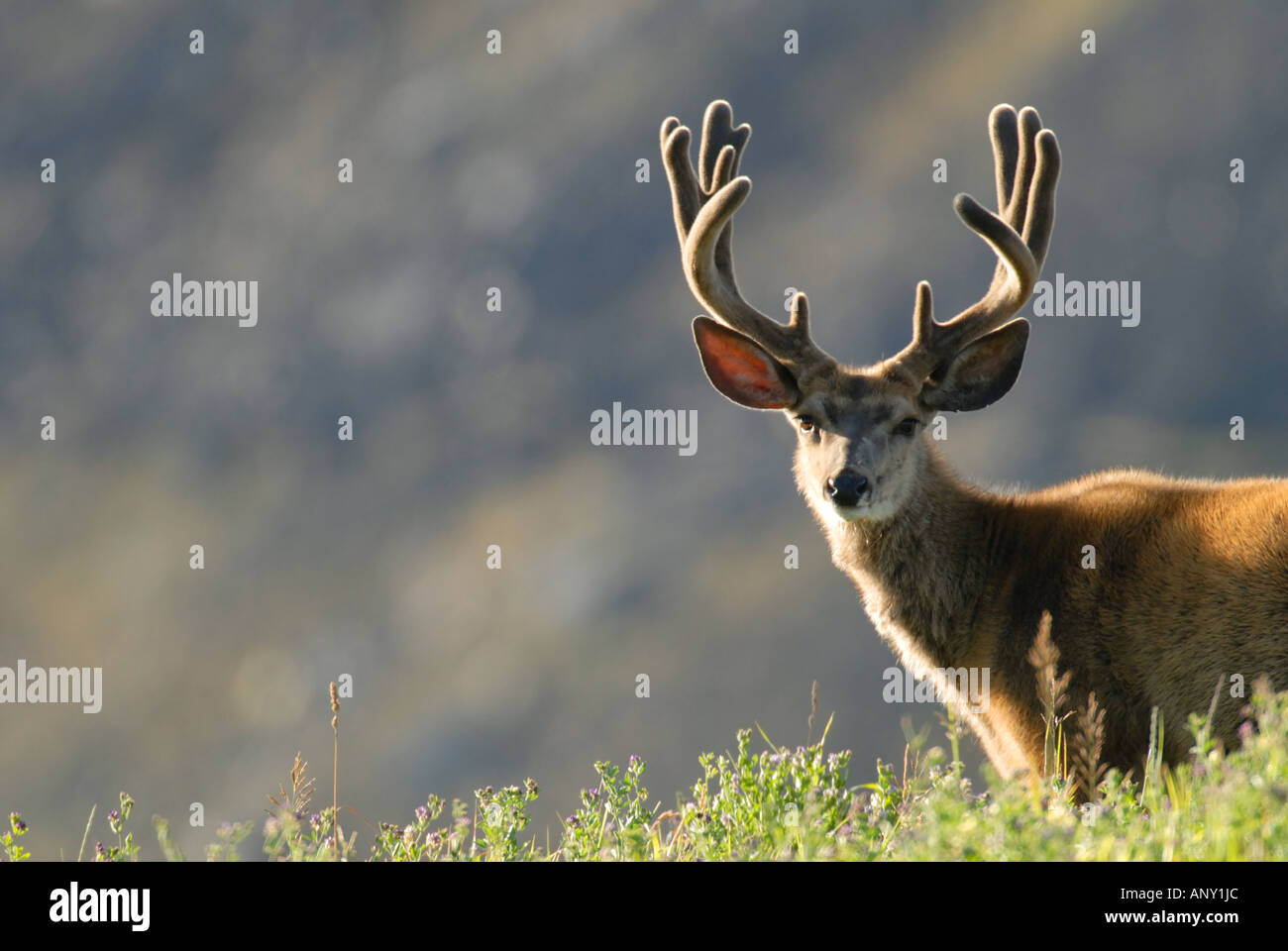 Mule Deer Buck (Odocoileus Hemionus) With Drop Tine;, 40% OFF