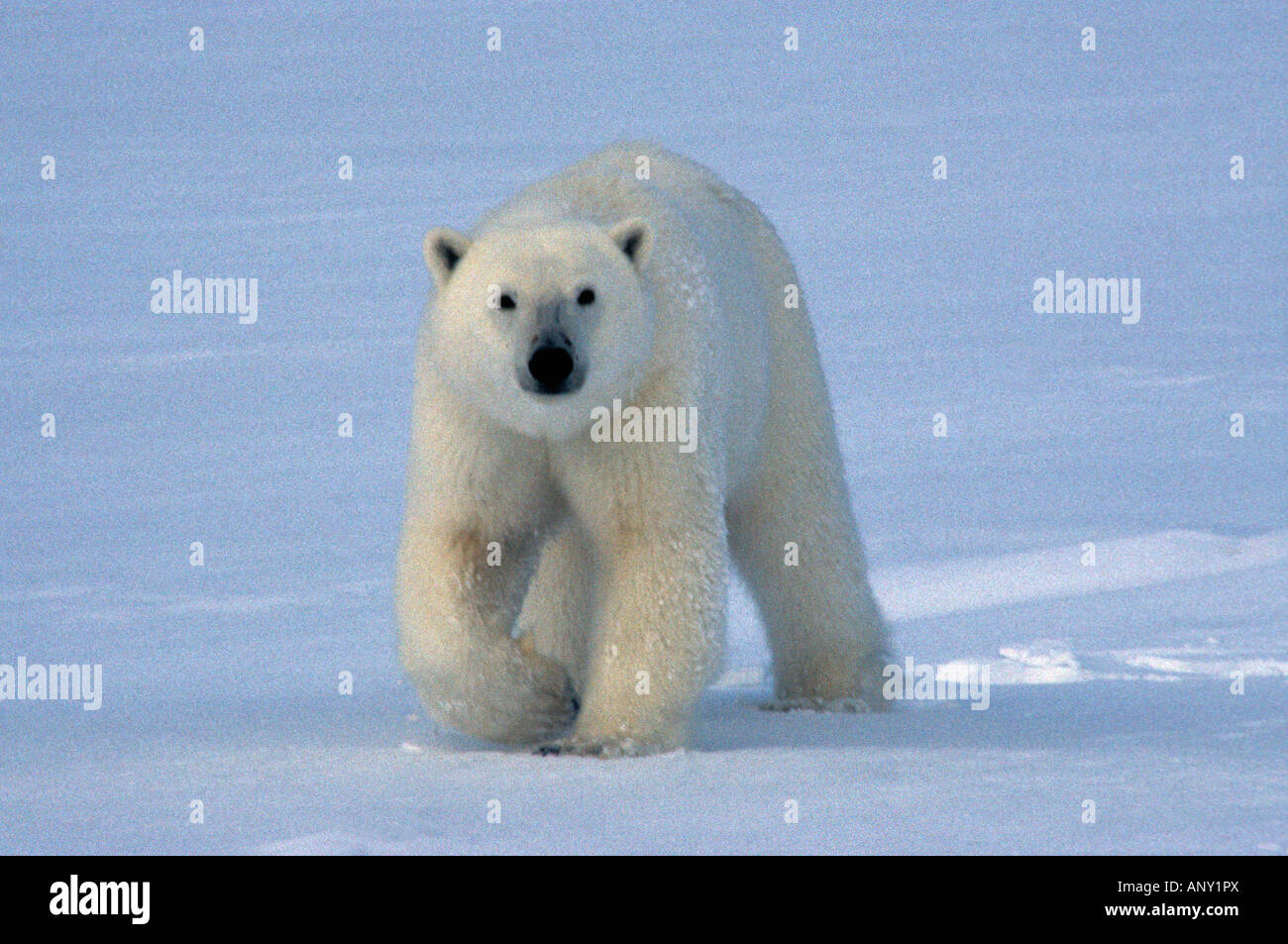 Polar Bear Ursus maritimus Thalarctos maritimus ile wrangel russie Arctic Arktis Baeren Canoidea Carnivora Eisbaeren Grossbaeren Stock Photo