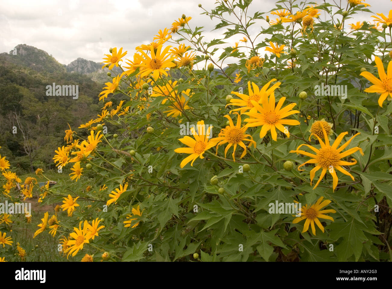 Asia, Thailand, Mexican Sunflower (Tithonia Diversifolia) Stock Photo