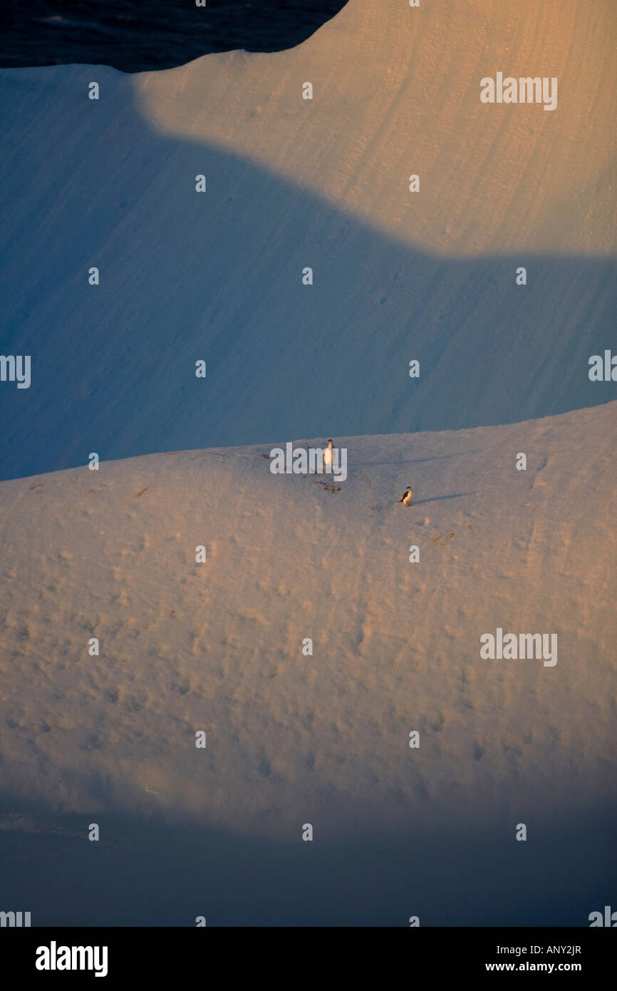 Antarctica, Antarctic Penisula, in Antarctic Sound otherwise known as