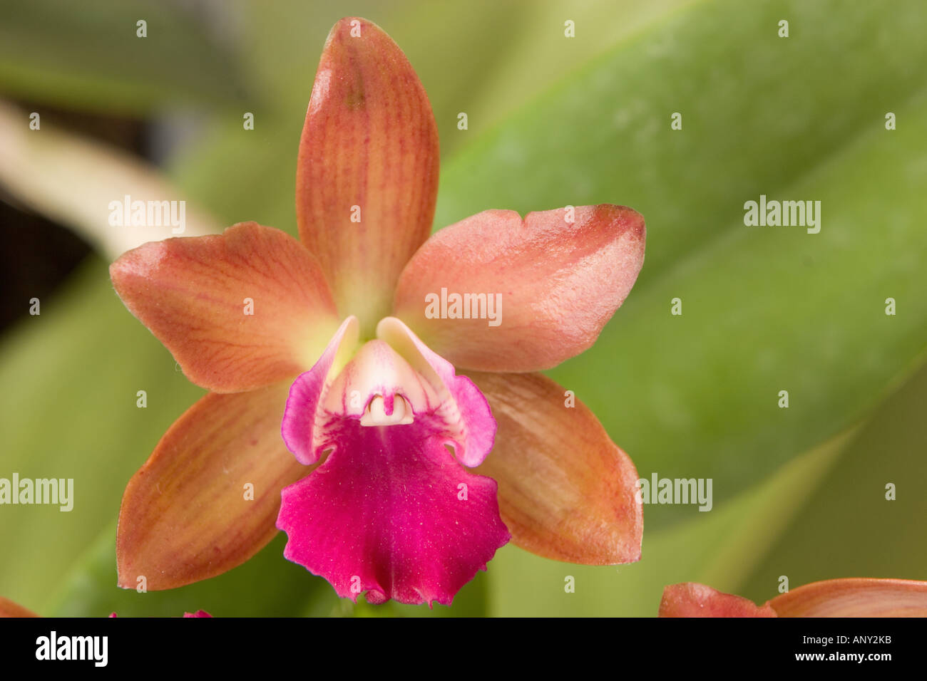 Asia, Thailand, Orchid (Aerides crassifolia) blooms in the Spring Stock Photo