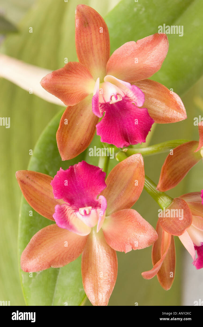 Asia, Thailand, Orchid (Aerides crassifolia) blooms in the Spring Stock Photo