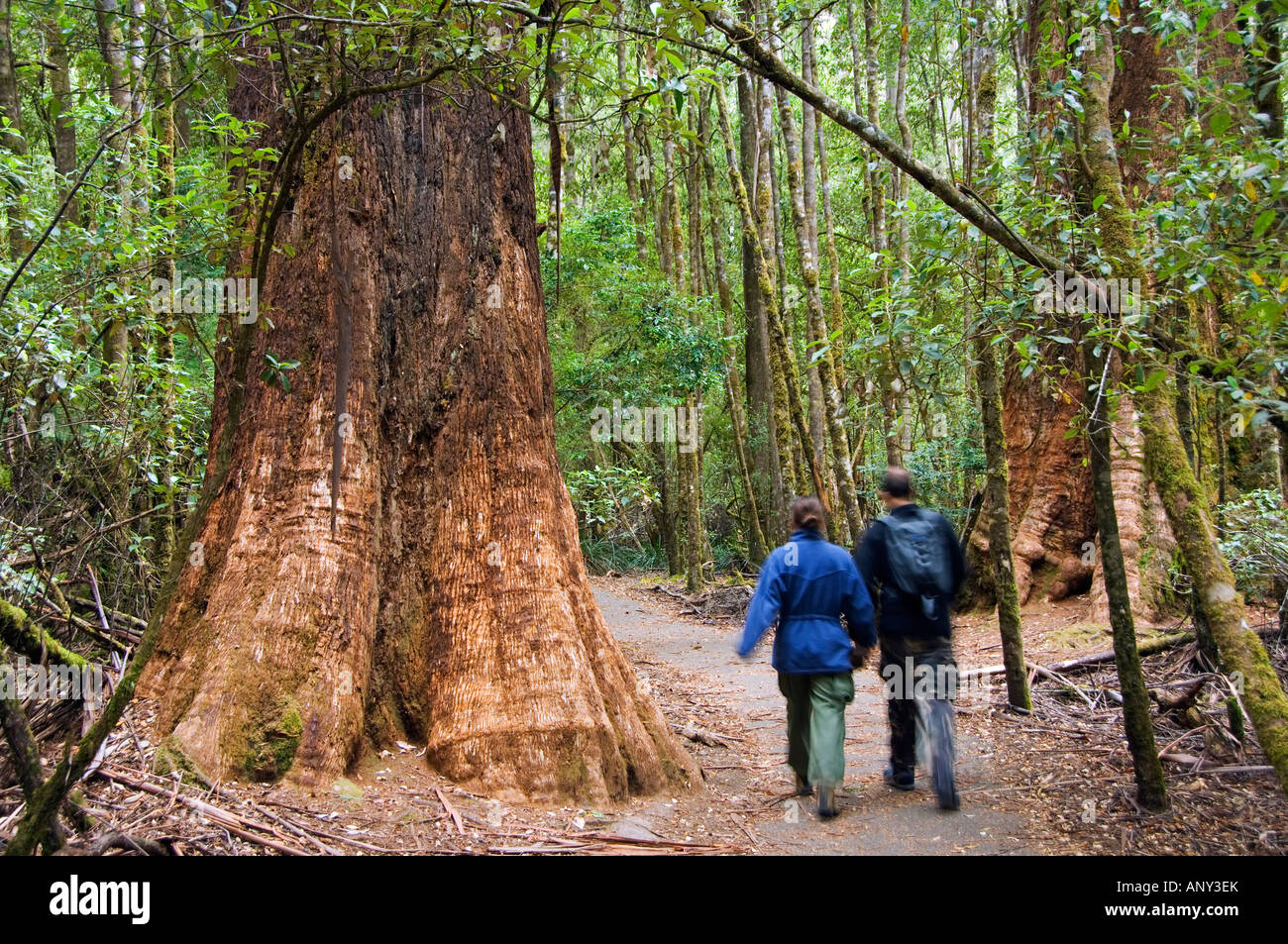 Australia, Tasmania, Mount Fields National Park. Visitors on the Tall Trees Walk, dwarfed by the