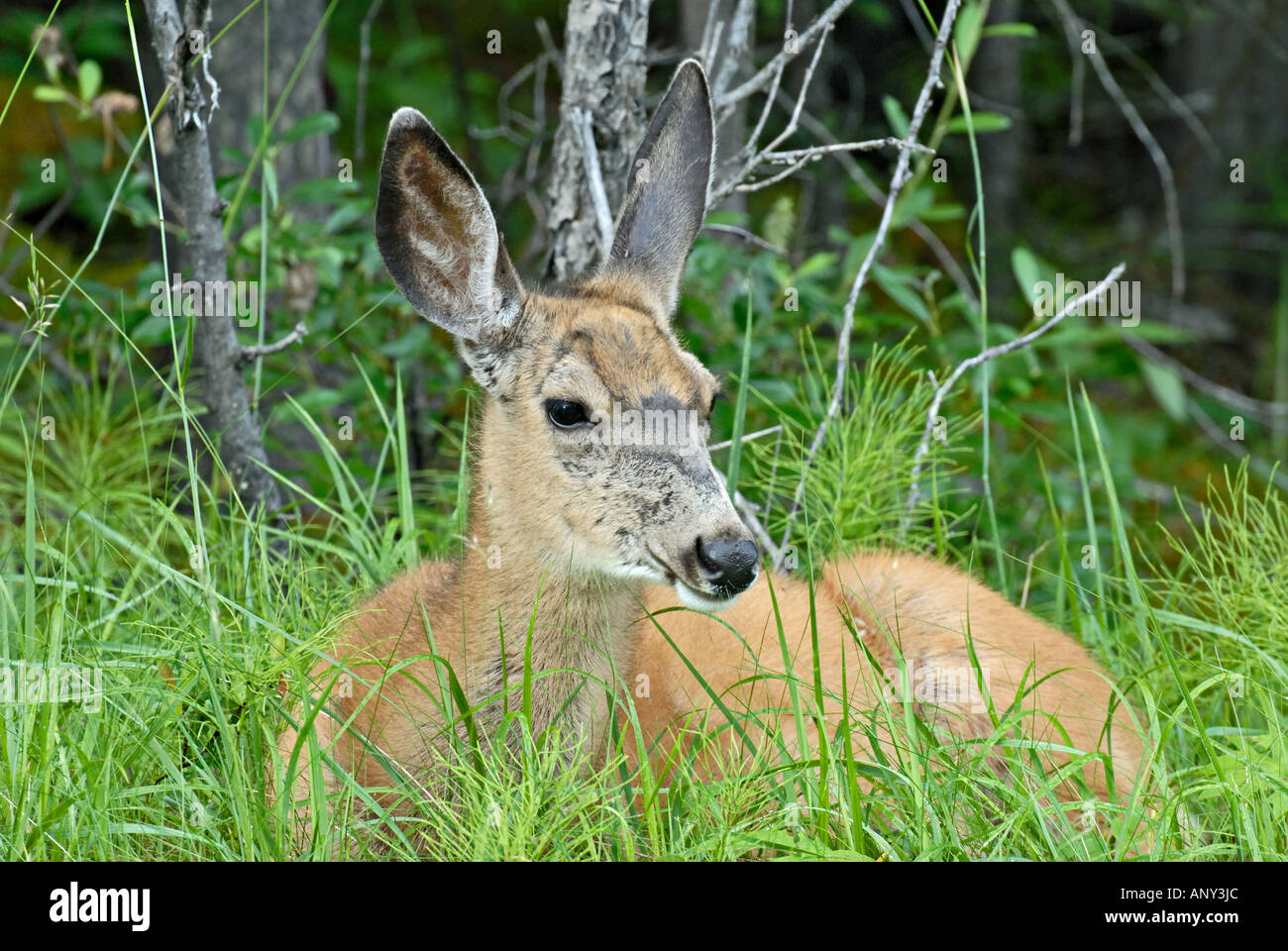 Mule Deer Doe laying down Stock Photo Alamy