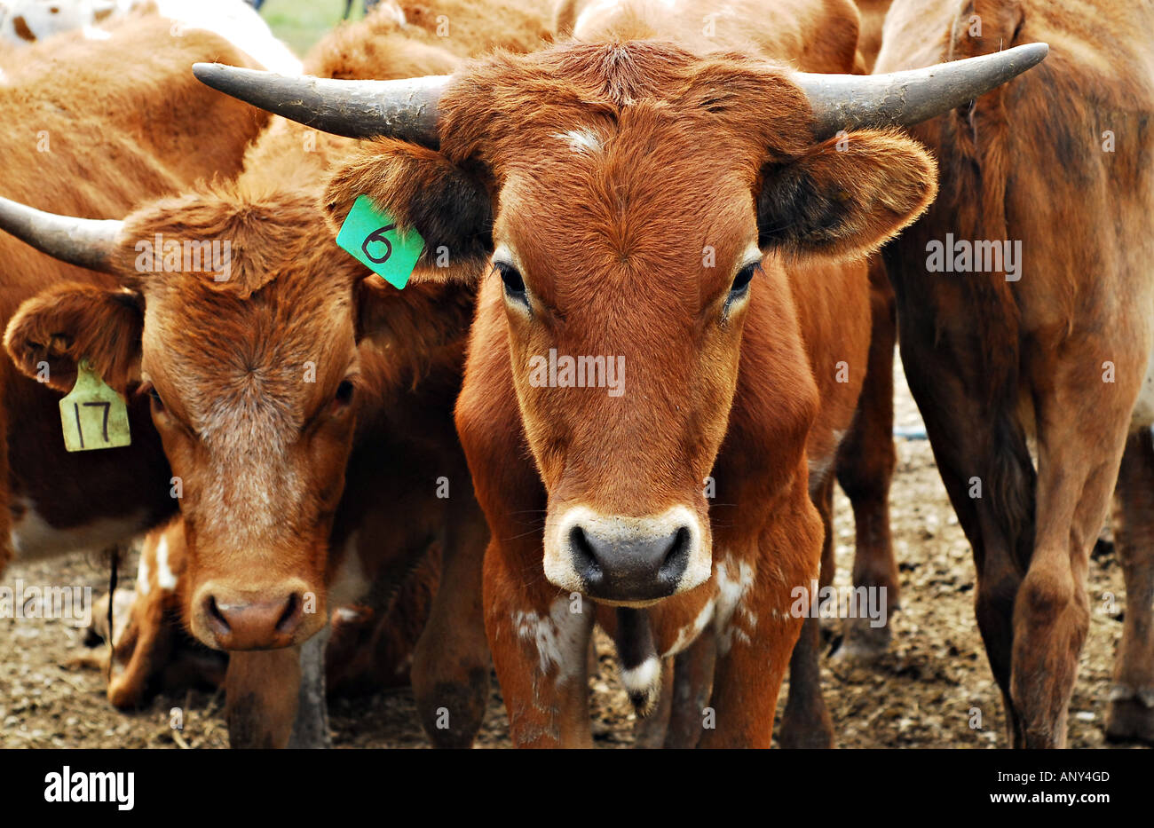 A herd of Steers Stock Photo