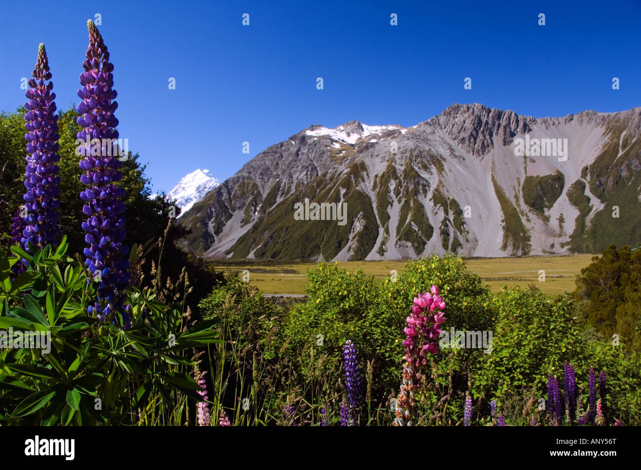 New Zealand South Island Mackenzie Country Mount Cook National Park 