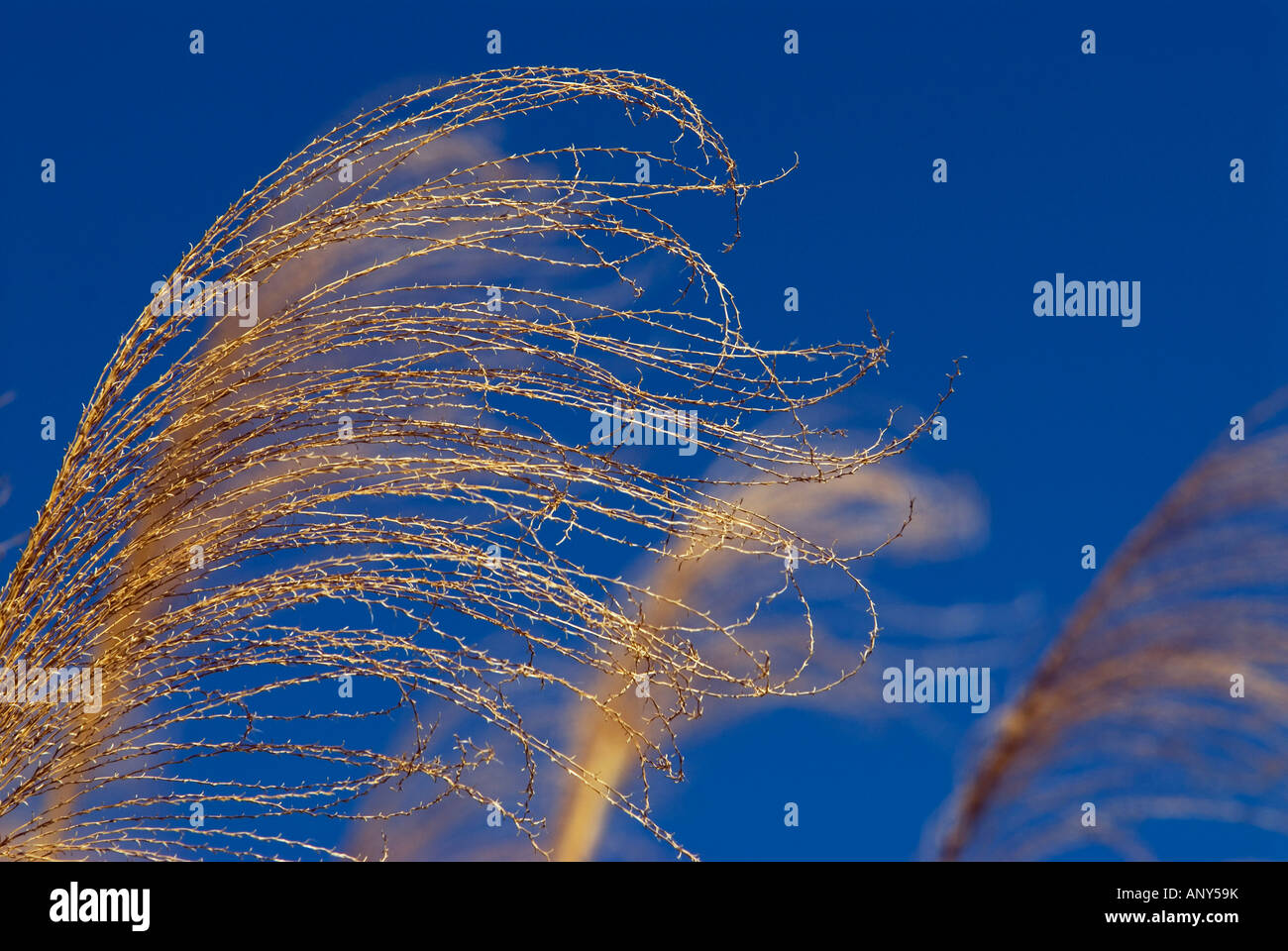 South Pacific, Fiji, Kadavu. Close up detail of palm fronds against a blue sky Stock Photo