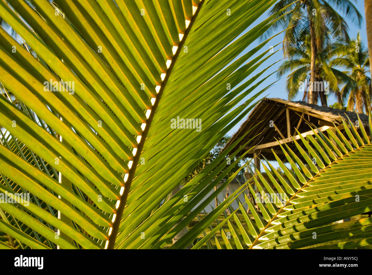 Philippines, Southern Leyte. Palm fronds growing on the foreshore of