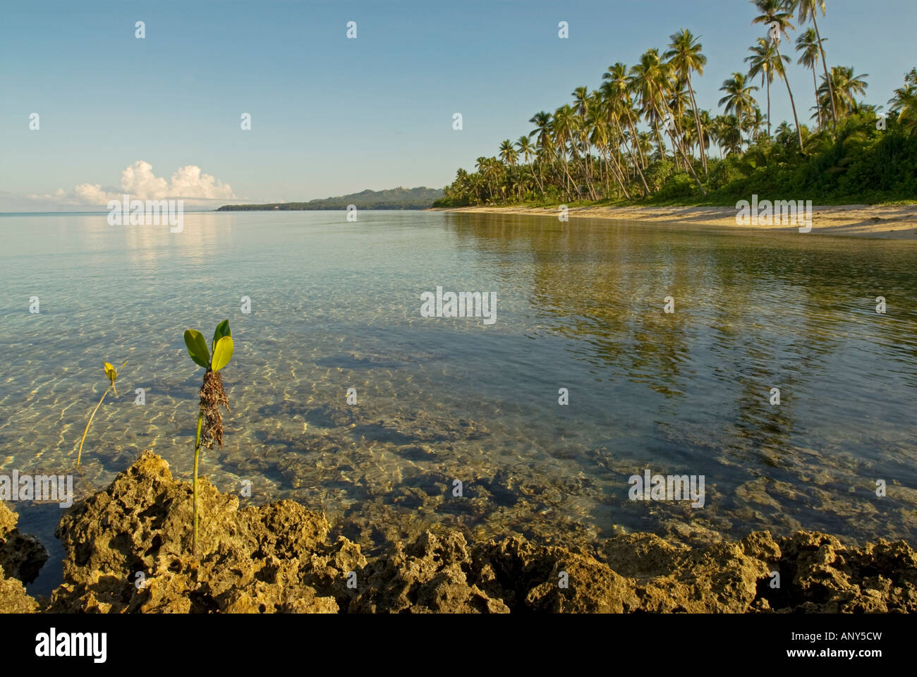 Philippines, Southern Leyte. Mangrove shoots growing out of shoreline coral. Stock Photo