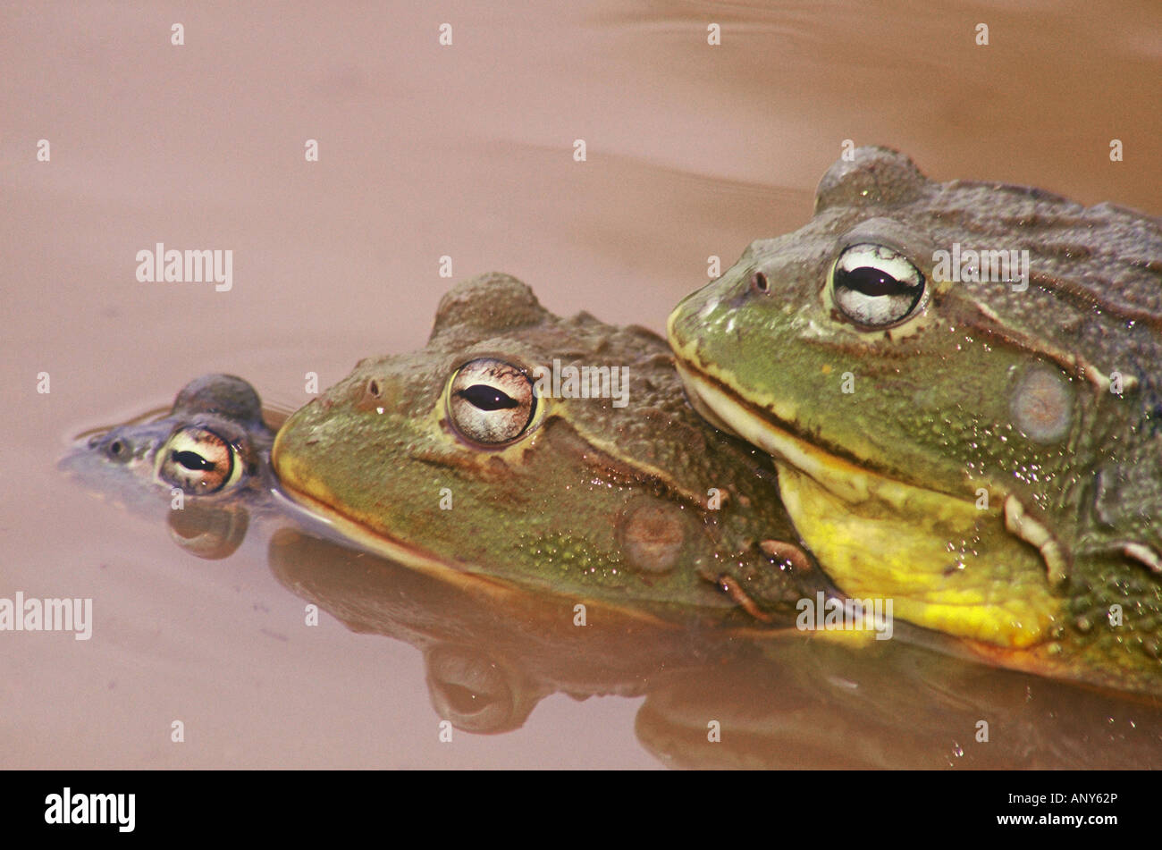 Trio of African Bullfrogs mating in a pond in Kalahari Desert Stock Photo