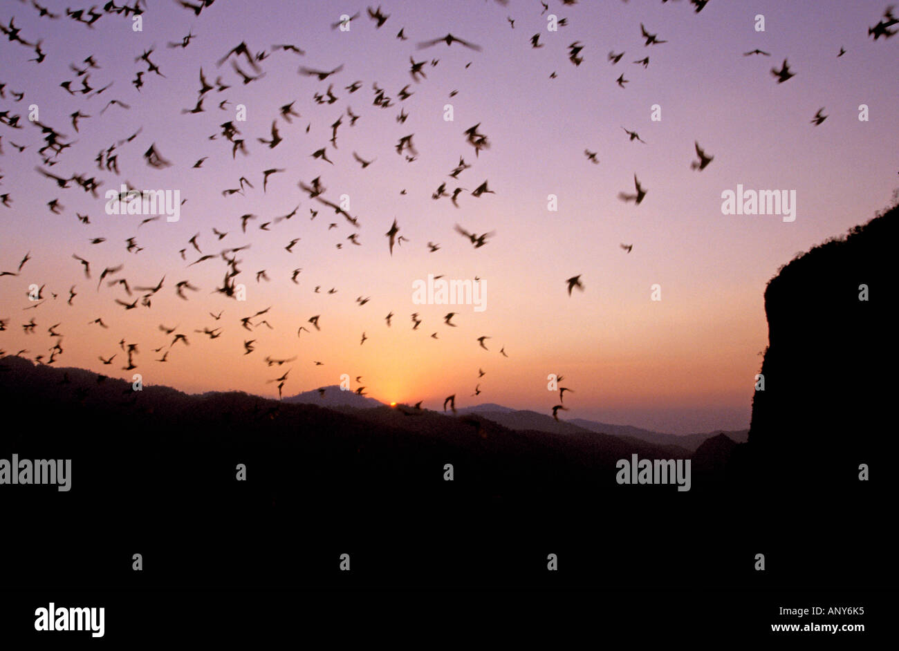 Bats flying out of cave hires stock photography and images Alamy
