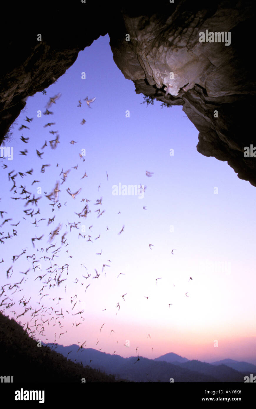 The bat flying speedy out of the cave Khao Chongpran. 14631543 Stock Photo  at Vecteezy