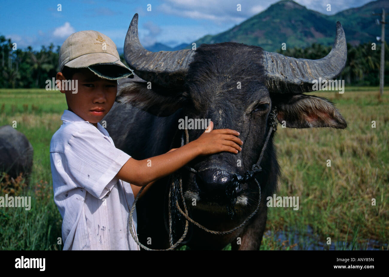Vietnam, Khanh Hoa Province, Near Nha Trang. Young boy with Water Buffalo. Stock Photo