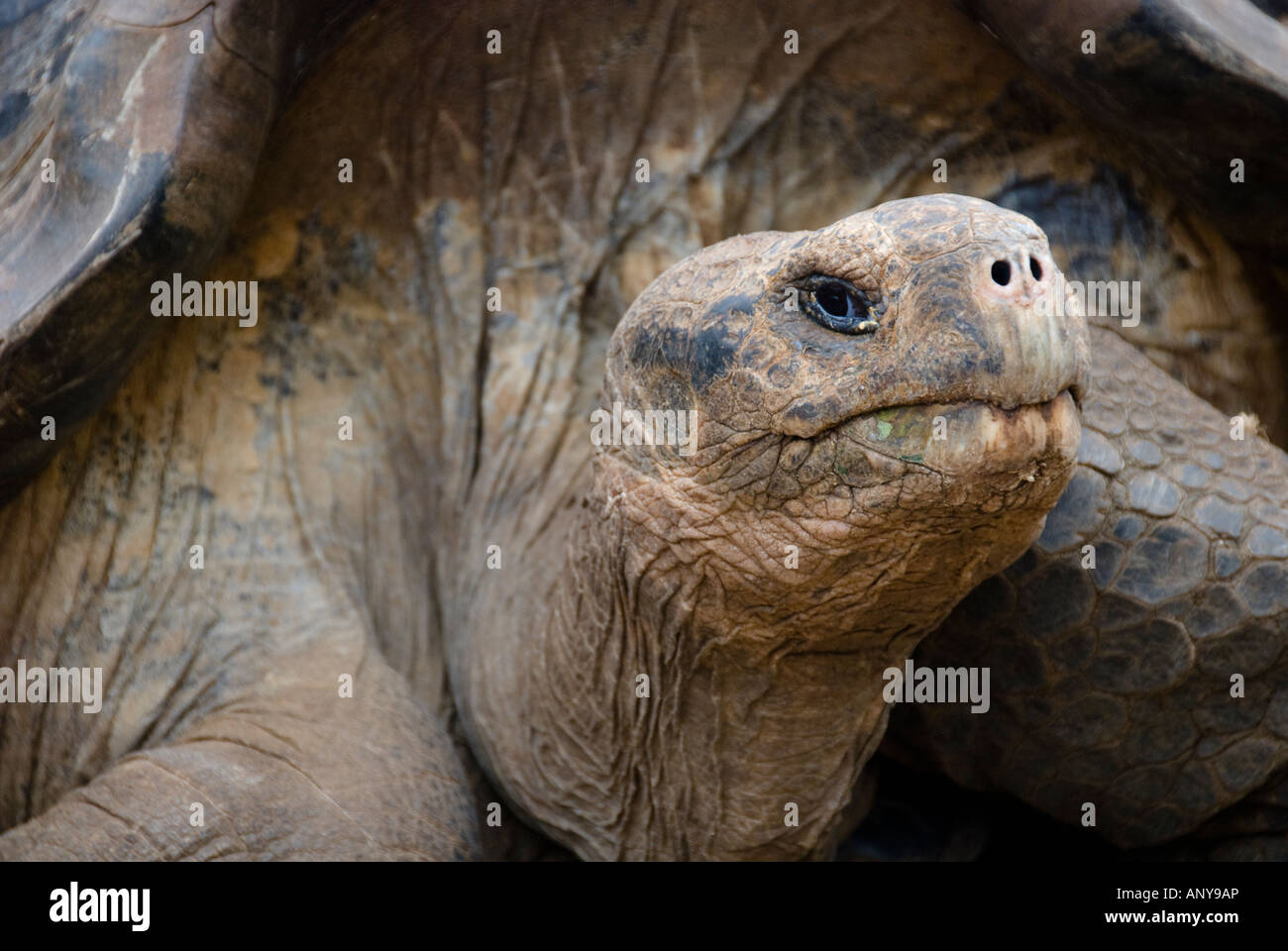 Giant tortoise at the Charles Darwin station (Santa Cruz, Galapagos ...