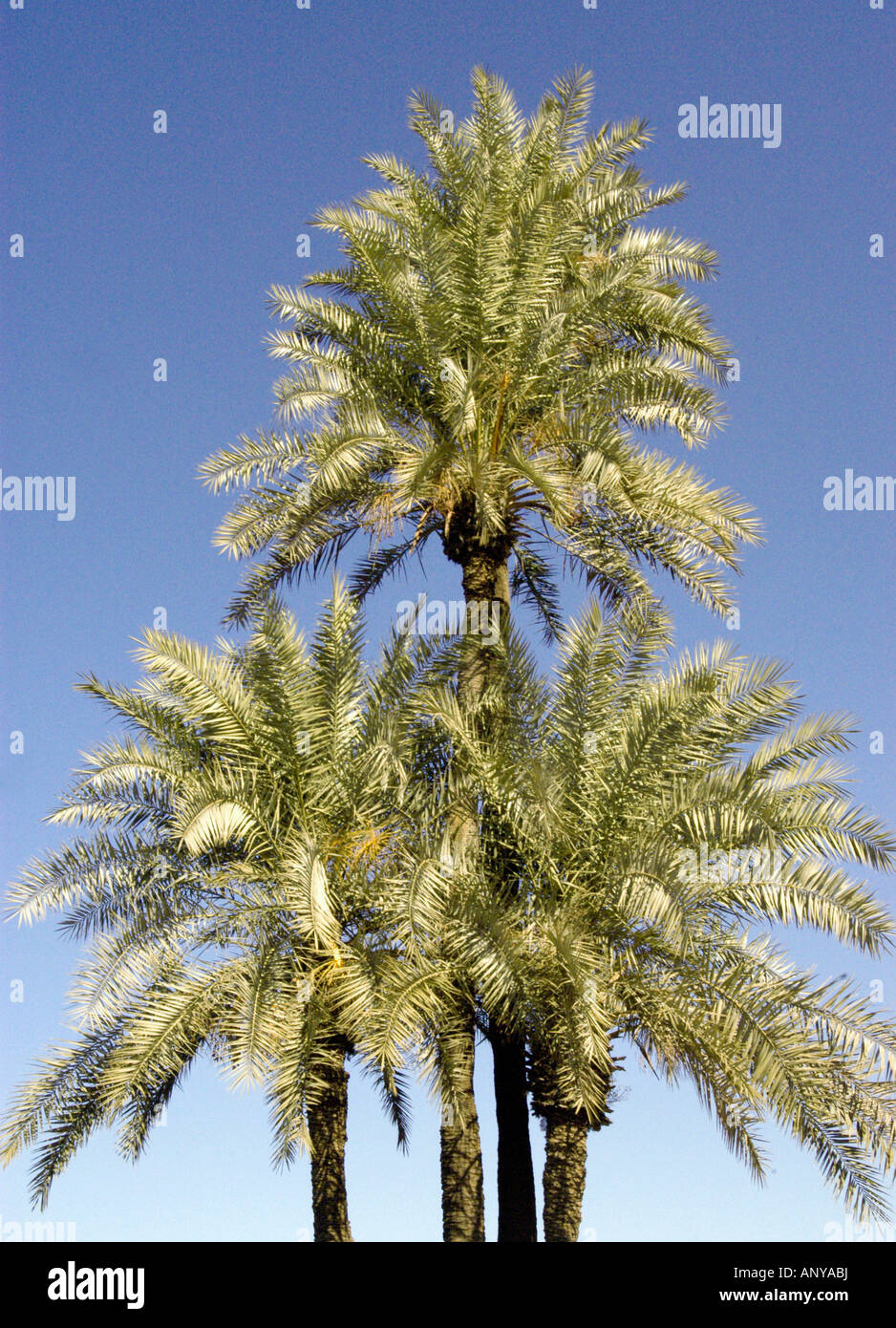 DATE PALM TREES,NORTH AFRICA Stock Photo Alamy