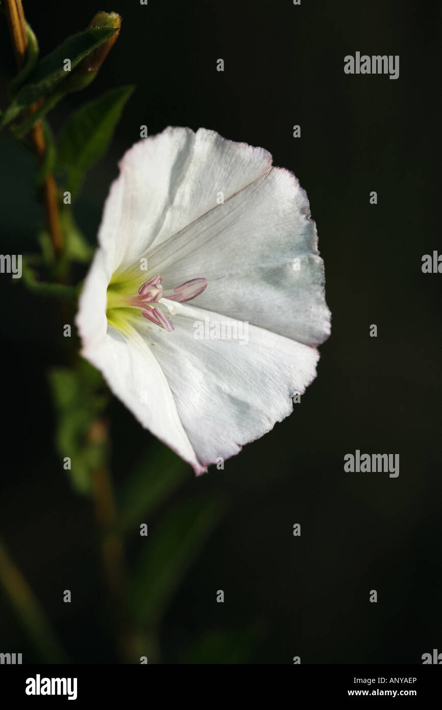 Field Bindweed / Convolvulus arvensis Stock Photo Alamy