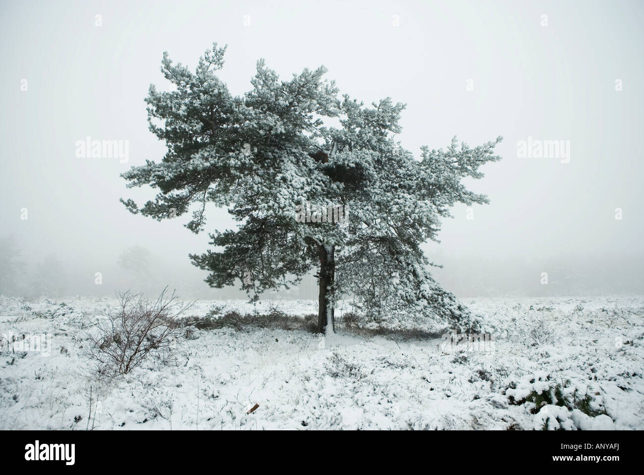 Snow capped tree in winter Sussex England UK Stock Photo - Alamy