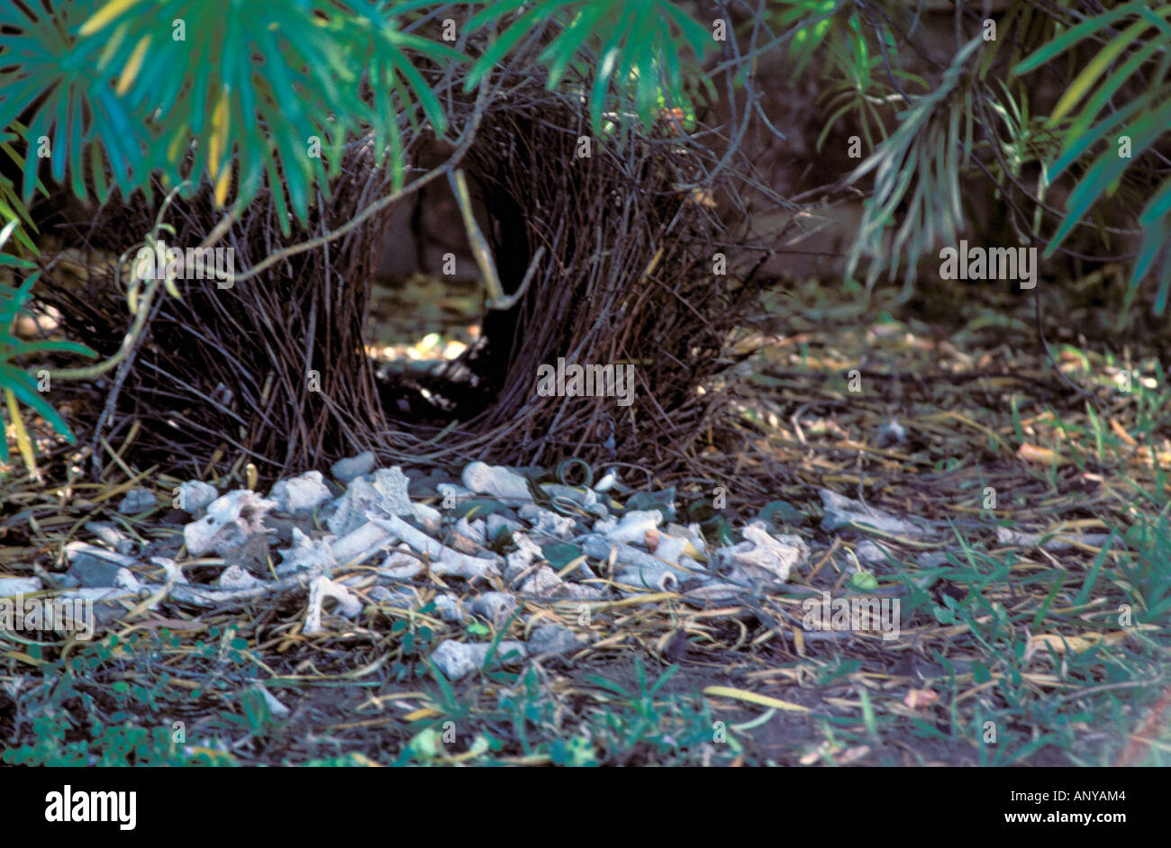 Bower bird nest hires stock photography and images Alamy