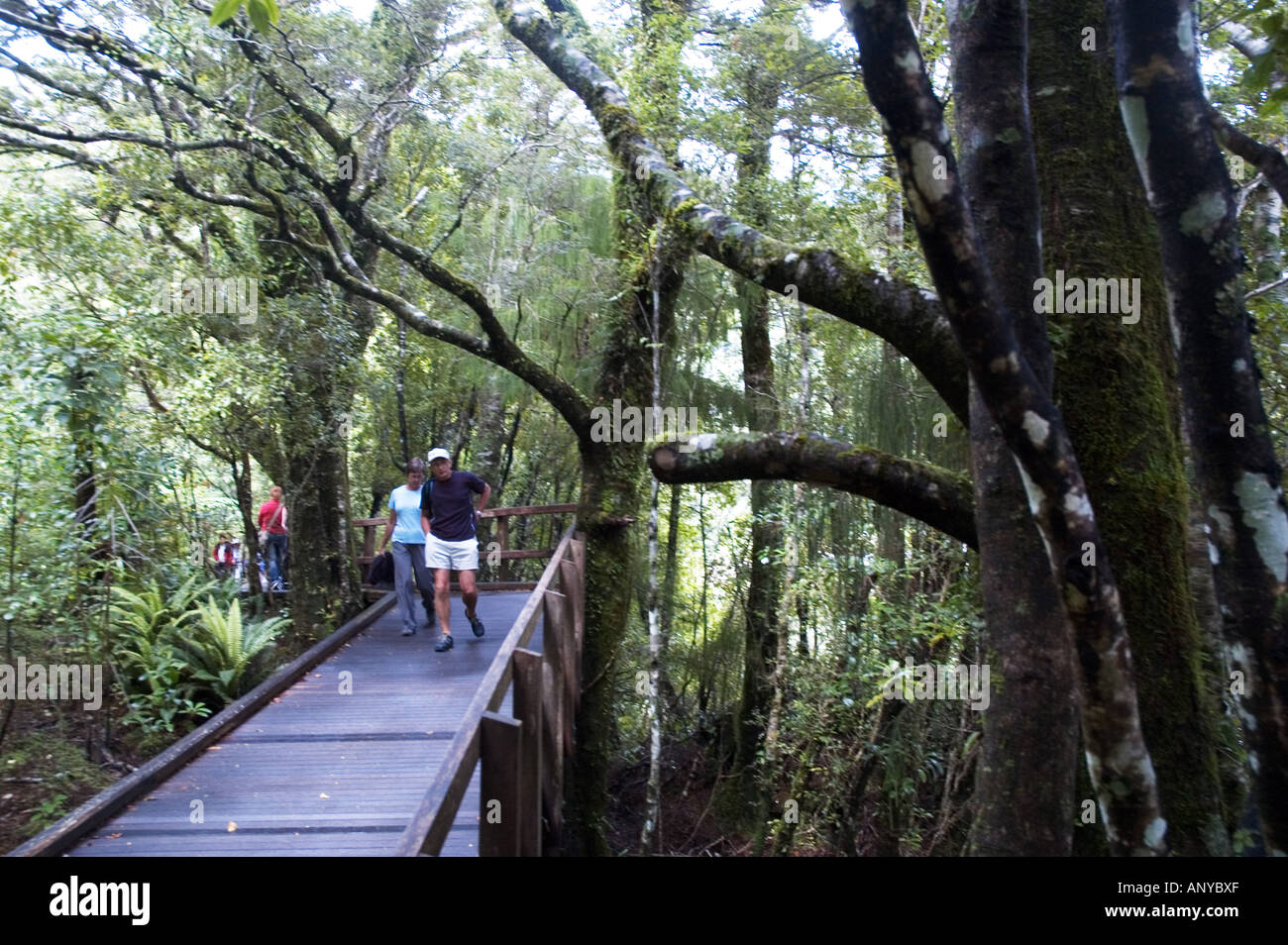 Rain forest boardwalk, Milford Sound, New Zealand Stock Photo