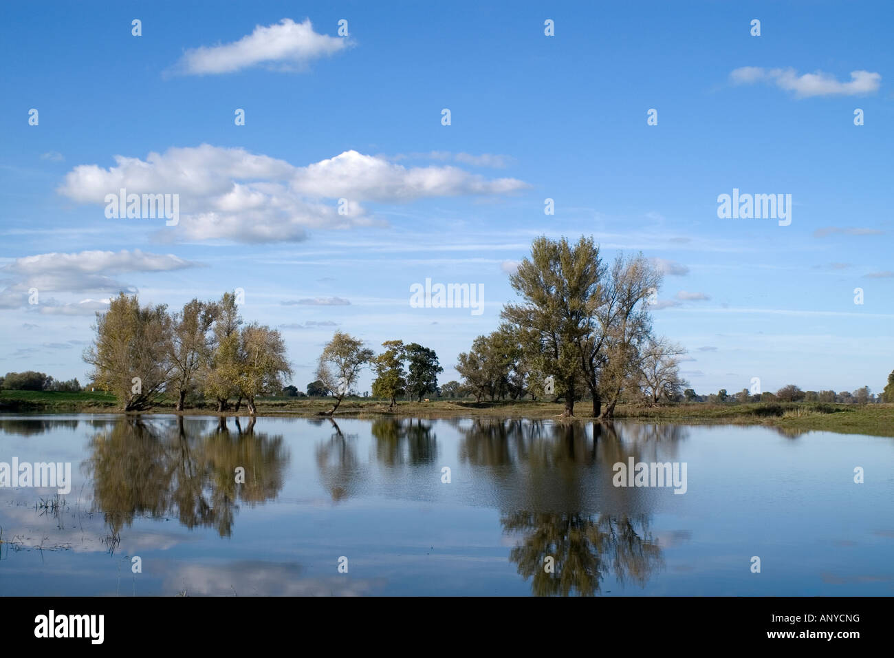 Elbe River / flooded side meadow (Aue) near Wittenberge Stock Photo