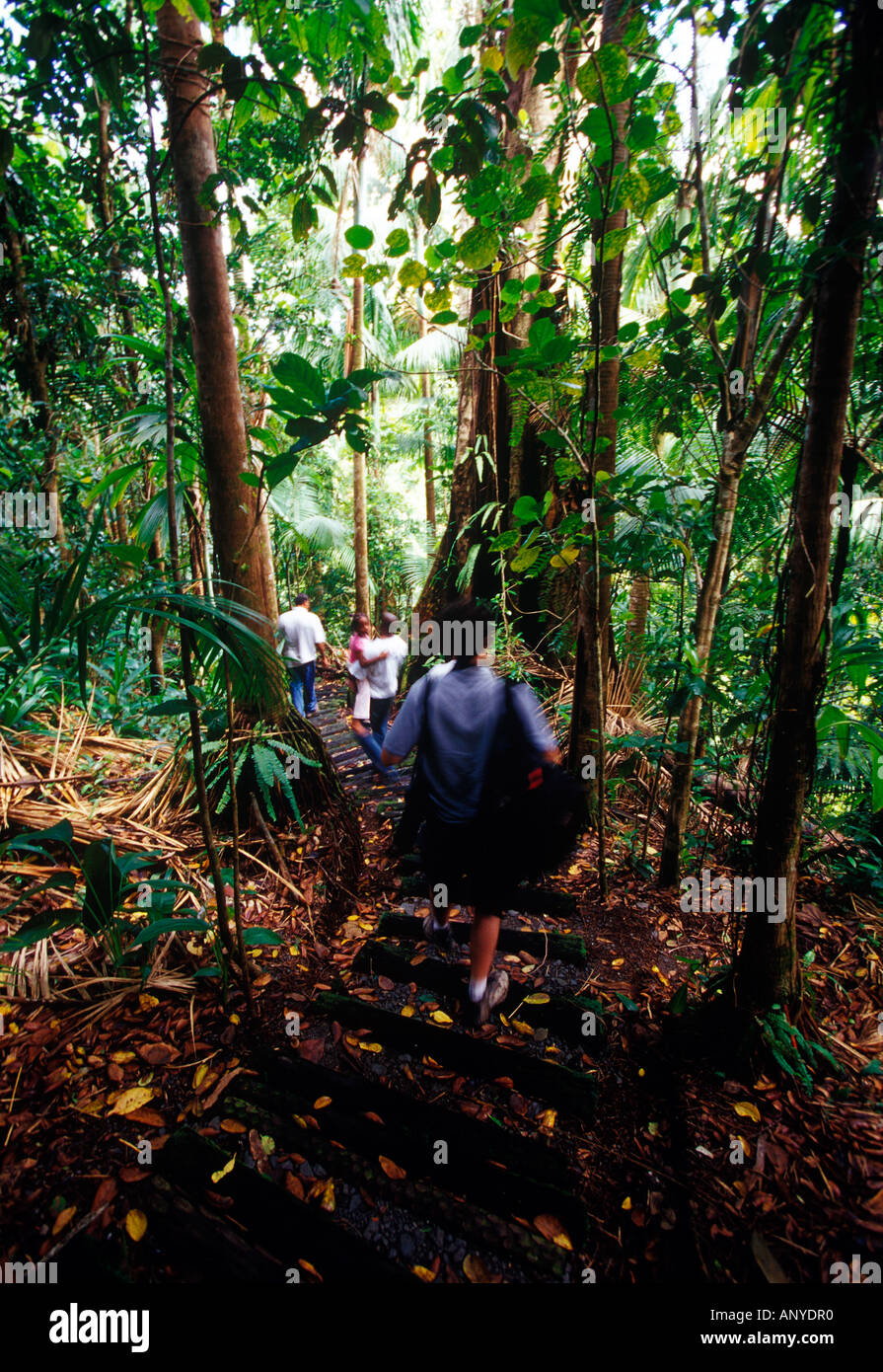 Walk Through The Rain Forest Aerial Tram In Laudat Morne Trois Pitons National Park Dominica