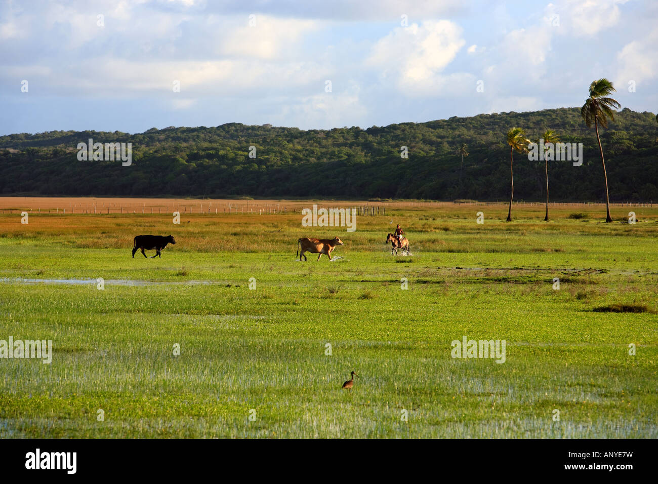 cows grazing rice plantation field in bahia state brazil Stock Photo ...