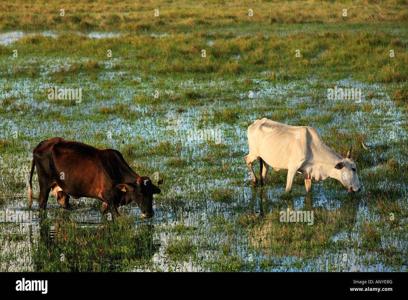 cows grazing rice plantation field in bahia state brazil Stock Photo ...