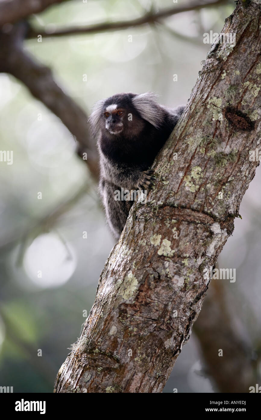 Macaco Sagui, Stock image