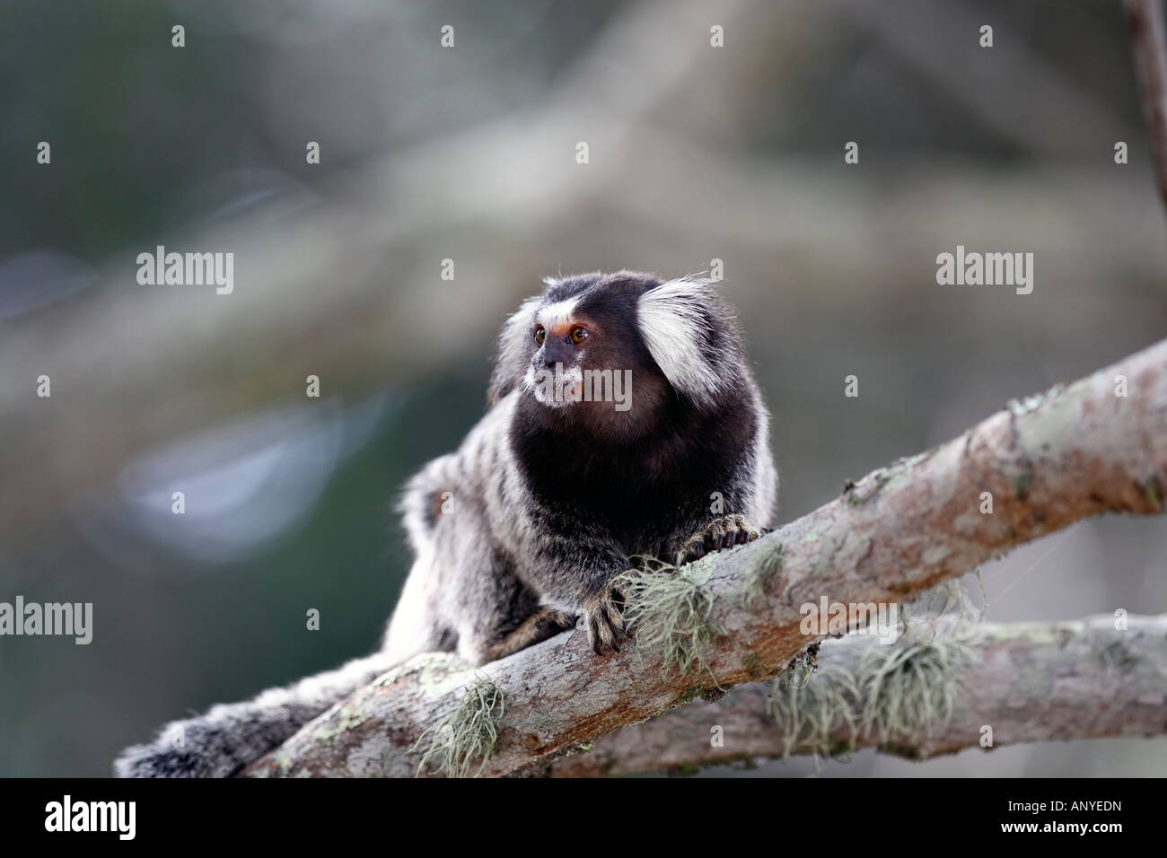 Callithrix Soinho Soin Sagui Monkey Macaco Stock Photo 1441915346