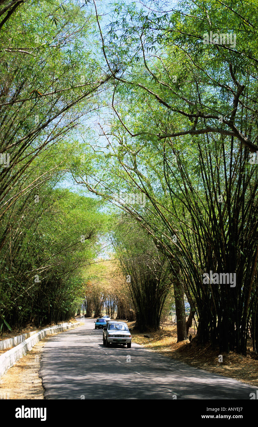 Jamaica, St. Elizabeth, Bamboo Avenue Stock Photo Alamy