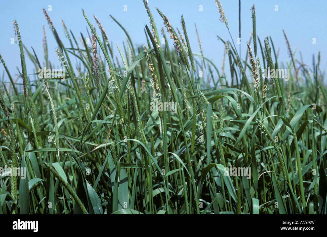 Flowering blackgrass Alopecurus myosuroides annual arable grass weeds in maturing wheat Stock Photo