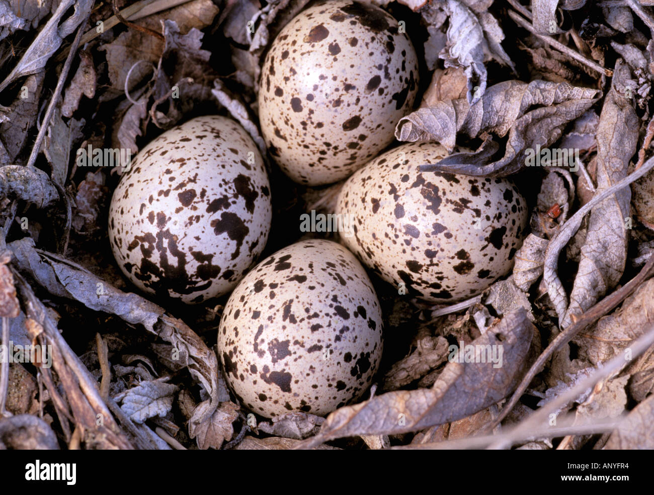 North America Canada British Columbia Thaku River Nightjar Nest north-america-canada-british-columbia-thaku-river-nightjar-nest