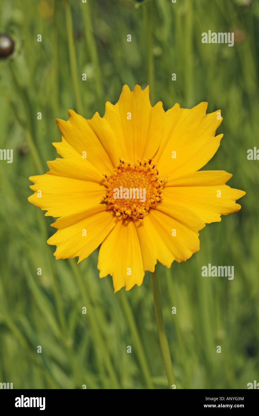 large-flowered tickseed - blossom / Coreopsis grandiflora Stock Photo