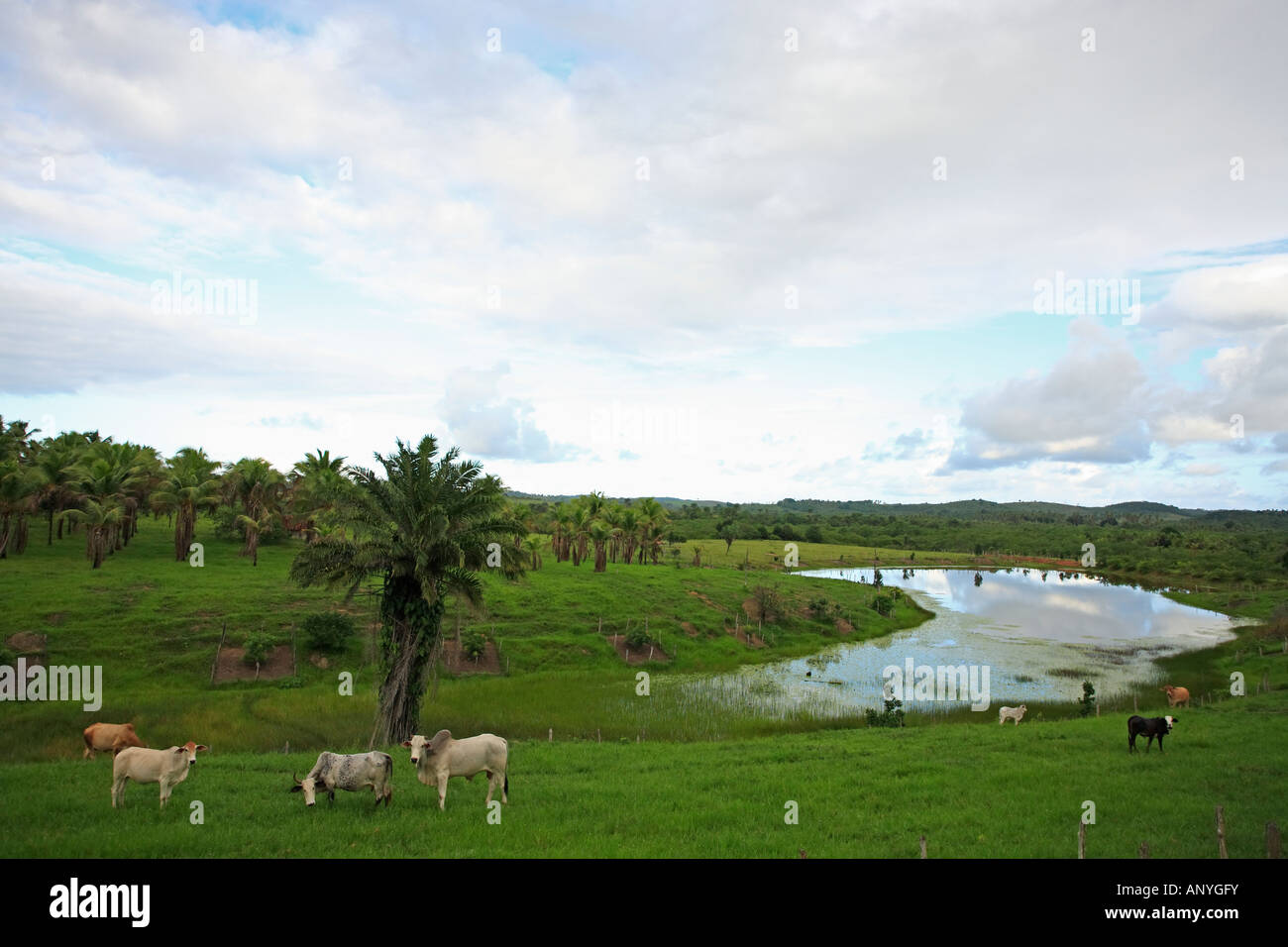 cows grazing rice plantation field in bahia state brazil Stock Photo ...