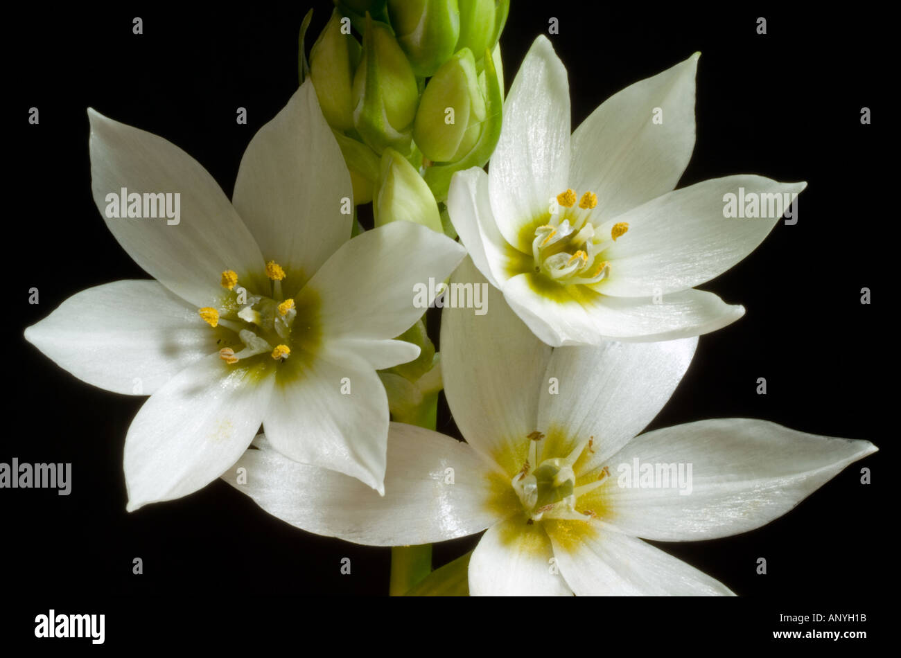 Ornithogalum thyrsoides Chincherinchee summer flowering bulb macro close up Stock Photo