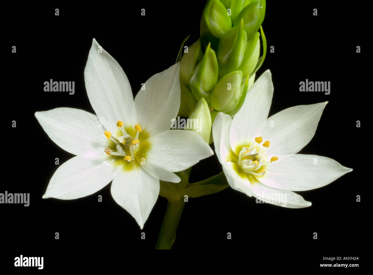 ornithogalum-thyrsoides-chincherinchee-summer-flowering-bulb-macro