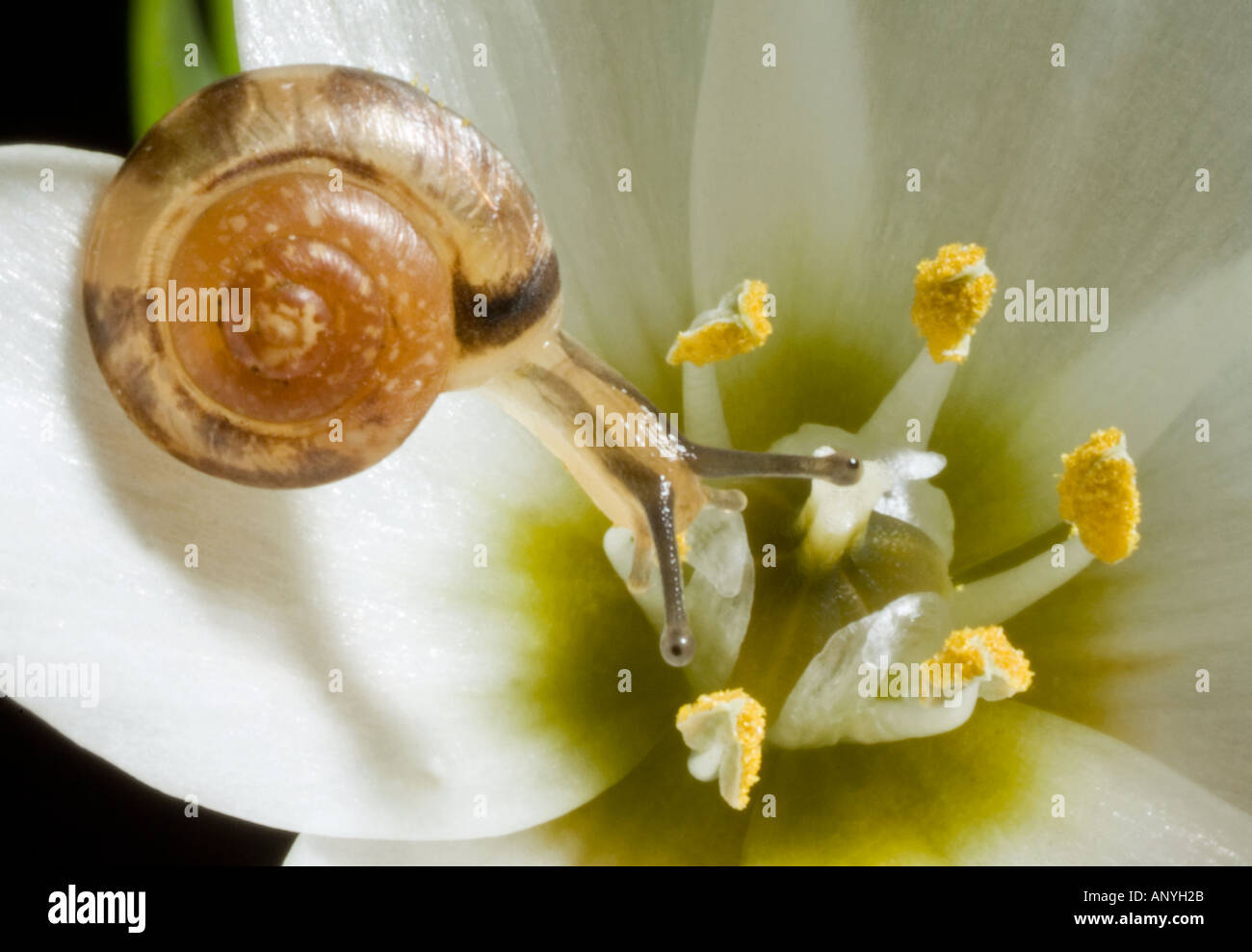 Ornithogalum thyrsoides Chincherinchee with tiny snail macro close up Stock Photo
