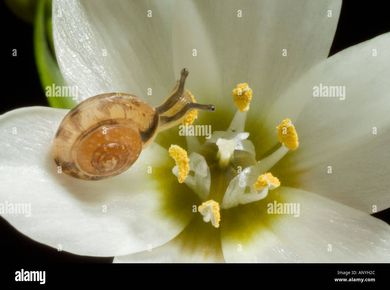 Ornithogalum thyrsoides Chincherinchee with tiny snail macro close up Stock Photo