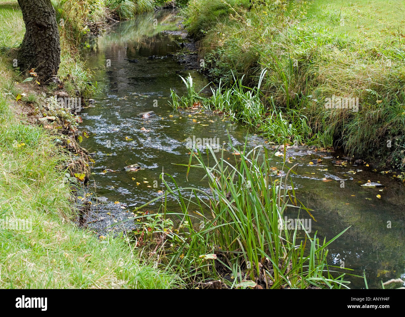 Country stream with grassy banks and water plants riverside walk UK Stock Photo
